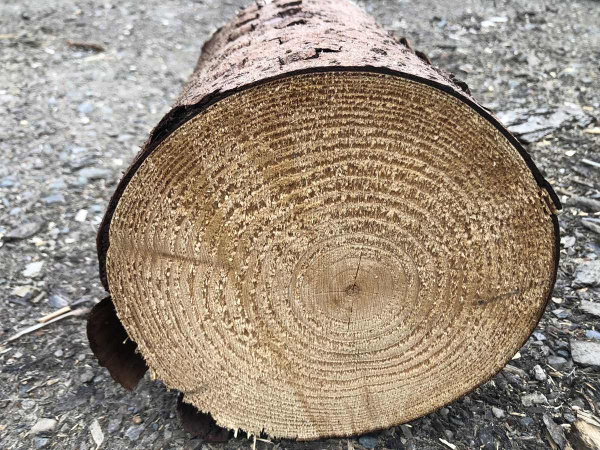 Hardwood & Softwood